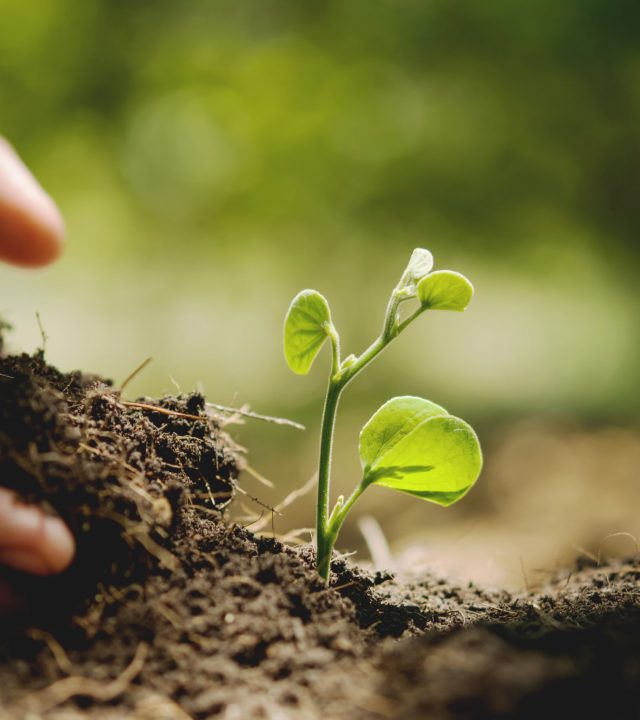 Ein kleines Pflänzchen für das Modul Grow