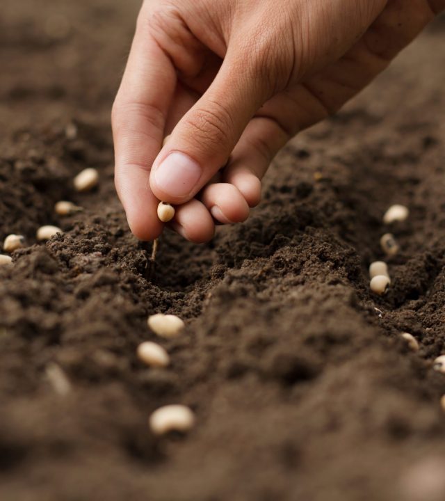 tunari-modul-seed Samen für das Modul Seed bei Tunari