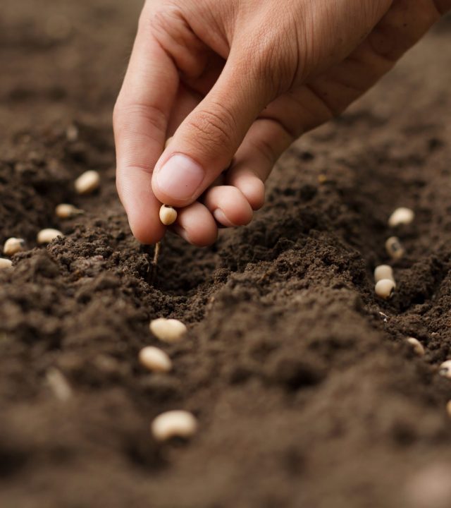 Samen für das Modul Seed bei Tunari